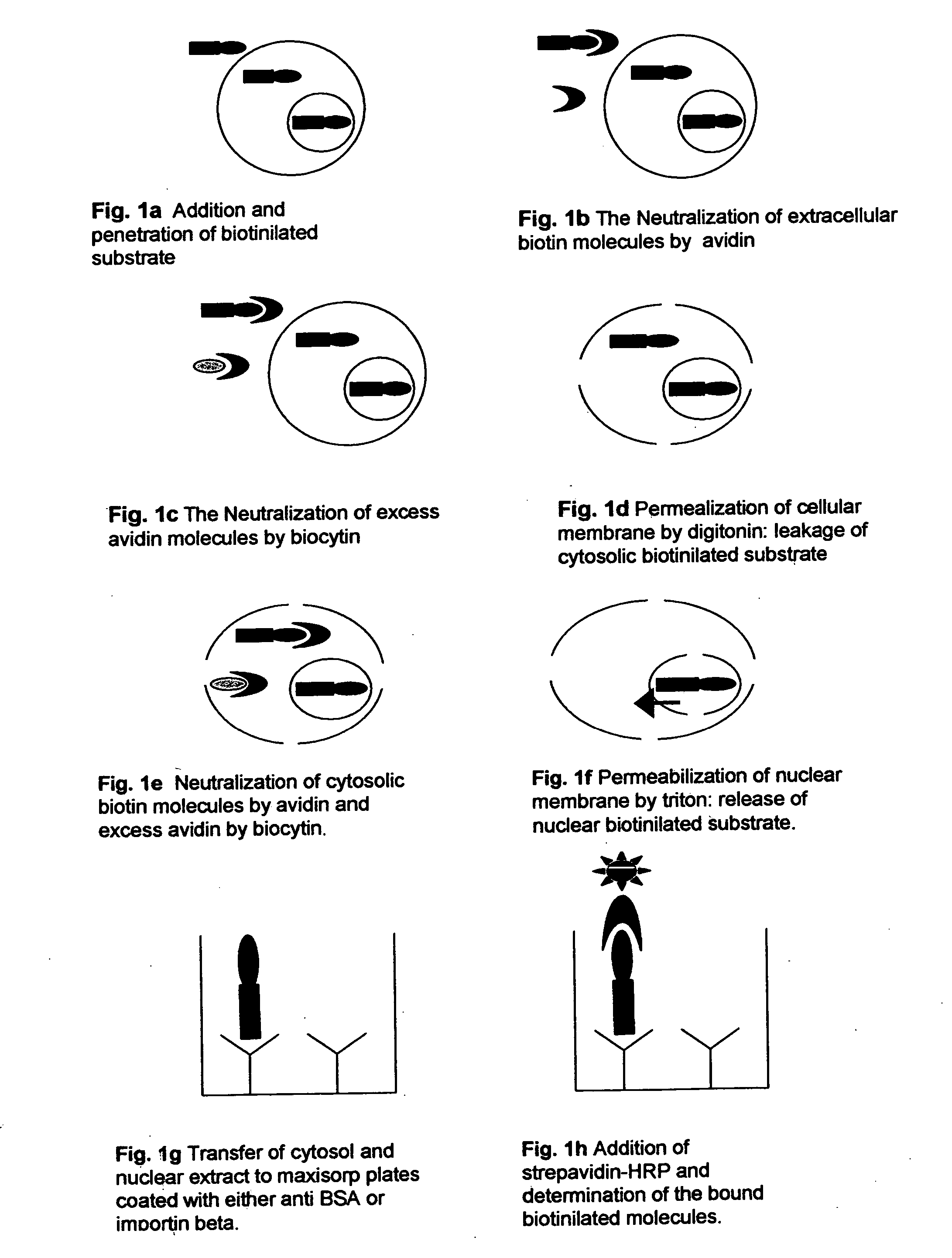 Histone conjugates and uses thereof