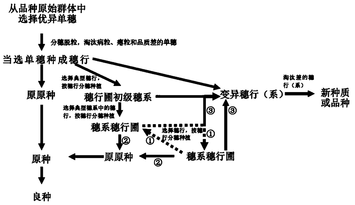 Method for Purifying and Rejuvenating Wheat Varieties and Screening Variations