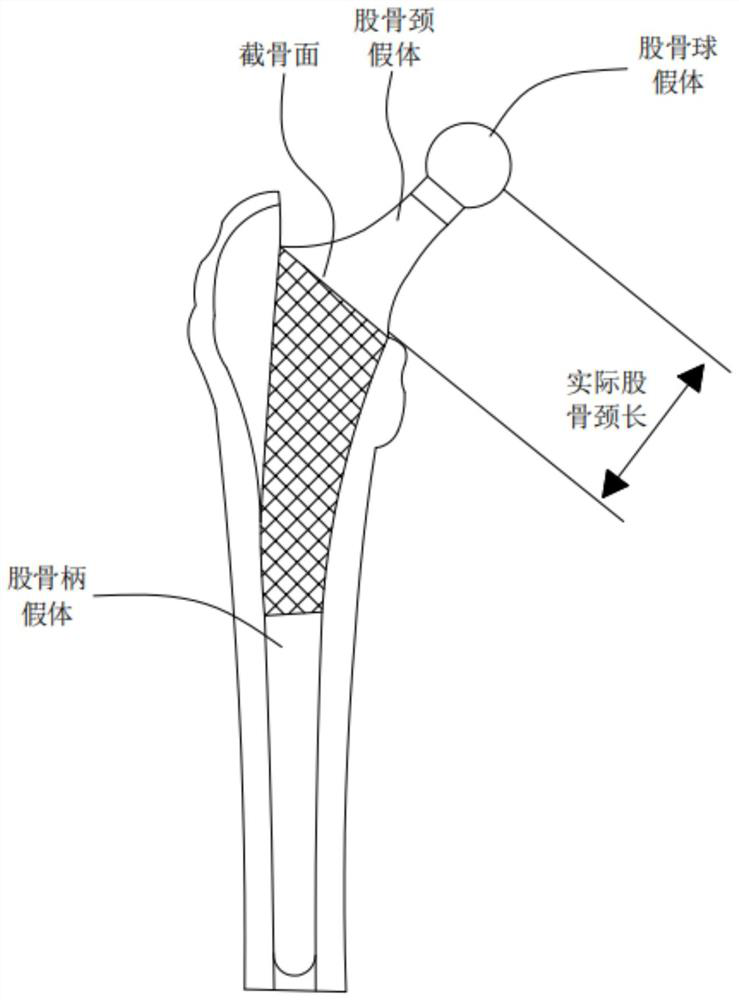 Femoral neck measuring method, system and equipment based on optical positioning and medium