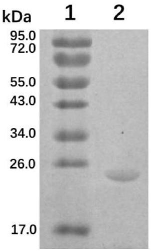 Swine Mycoplasmal pneumonia live vaccine mucosal immune adjuvant, preparation method and application thereof