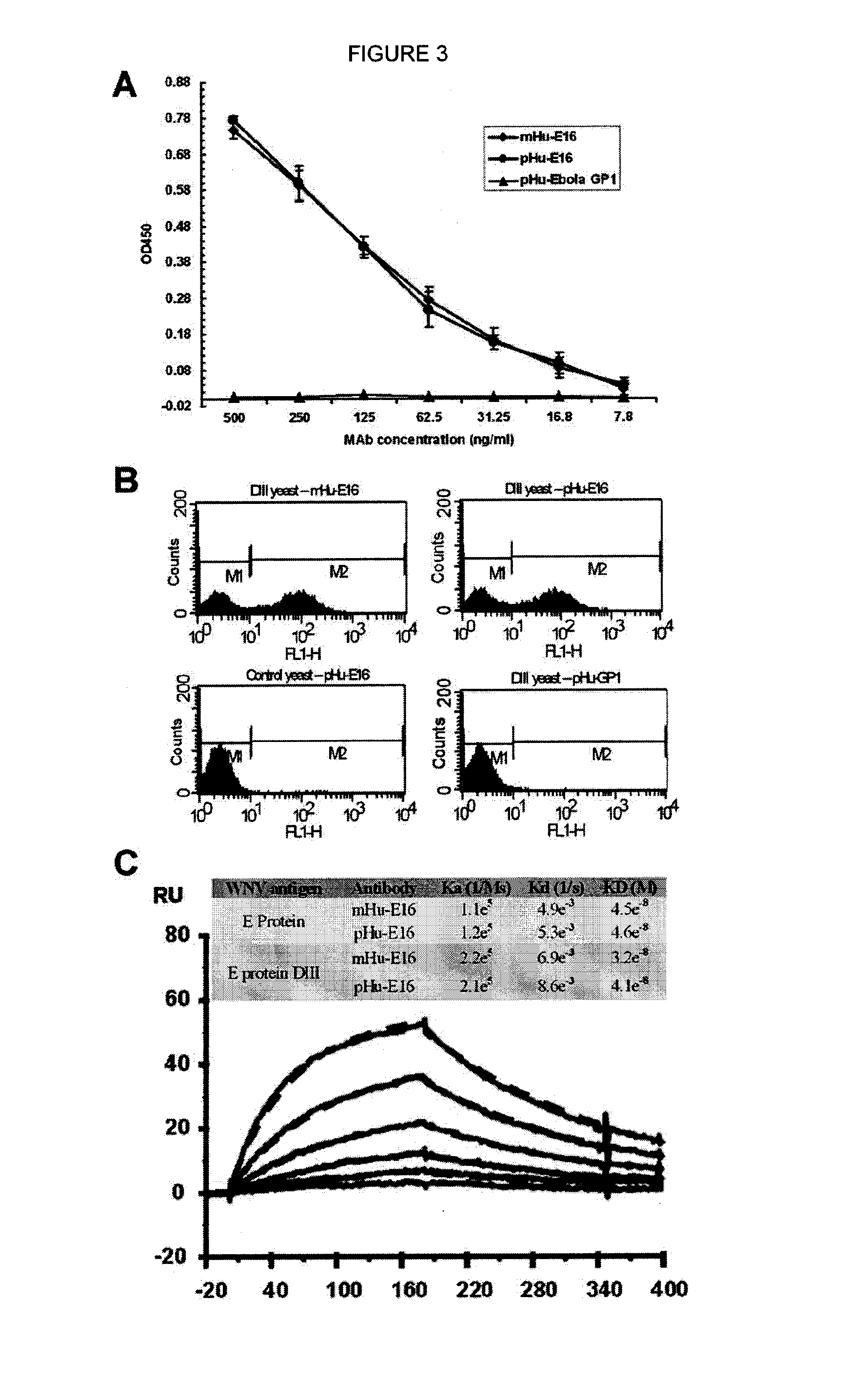 Bispecific monoclonal antibody therapeutics against west nile virus with improved CNS penetration
