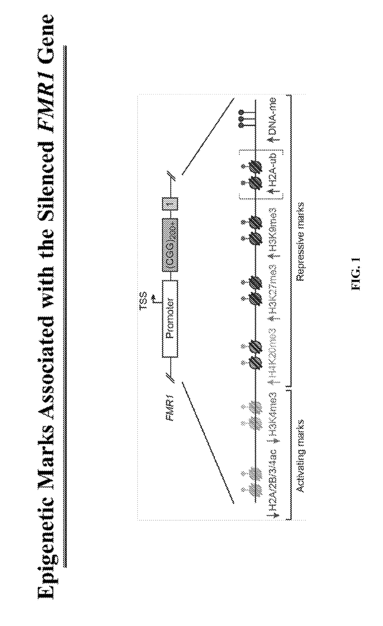 Compositions and methods for modulating fmr1 expression