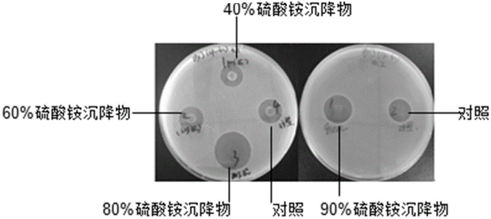 Fungistatic paenibacillus sp. fermentation liquor extract