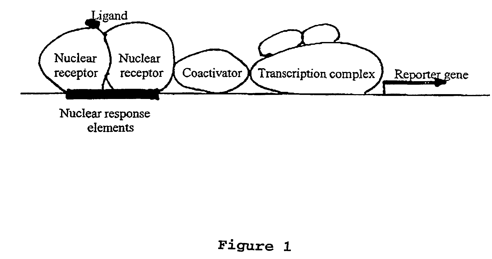 Methods and compositions for identifying ligands for nuclear receptors