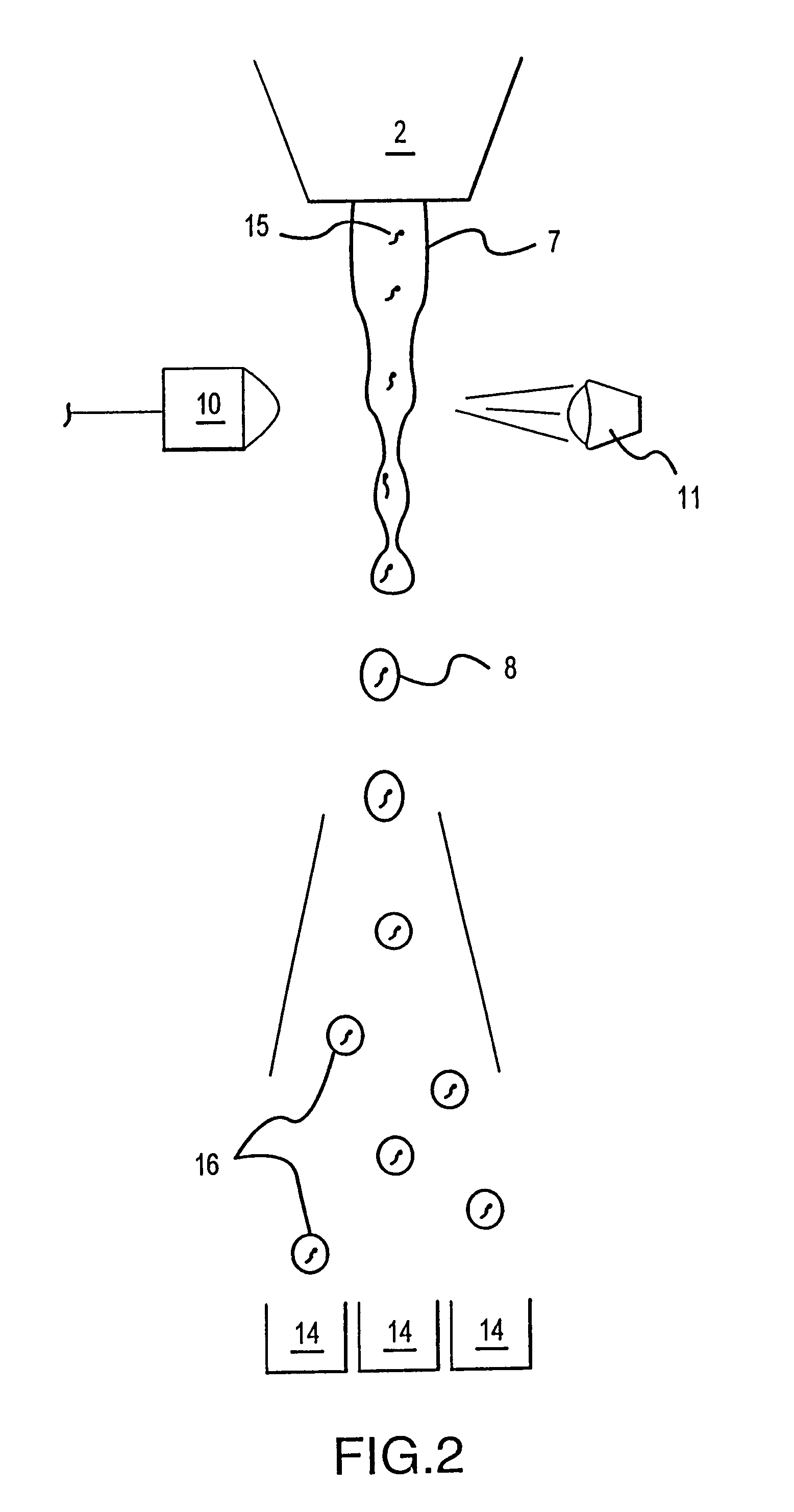 Multiple sexed embryo production system for bovine mammals