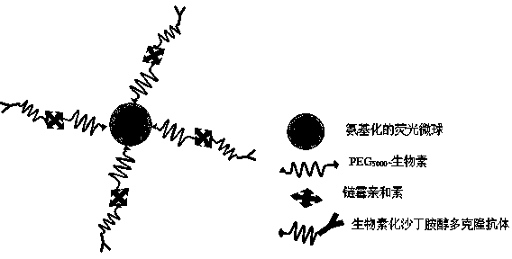 Method for marking salbutamol polyclonal antibody by fluorescent microsphere