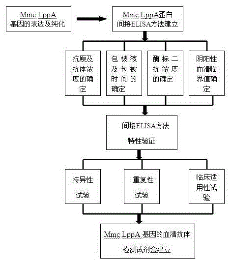 Mmc LppA protein-based indirect ELISA kit and use method