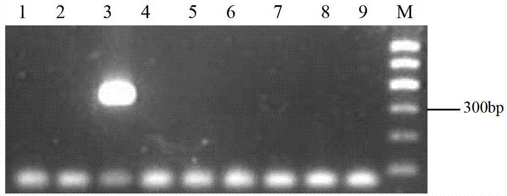 Method and kit for quickly detecting verticillium dahliae through PCR (polymerase chain reaction)