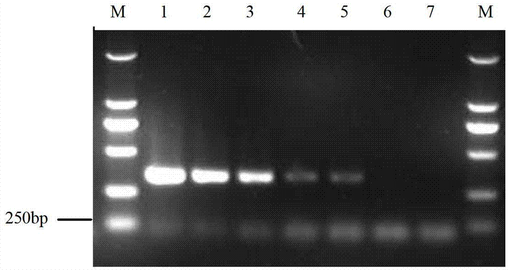 Method and kit for quickly detecting verticillium dahliae through PCR (polymerase chain reaction)