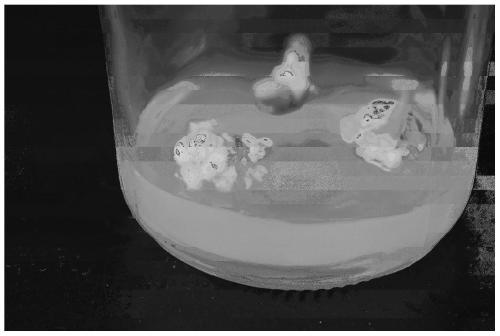 Tissue culture and rapid propagation method of iris japonica 'Butterfly Dreams'