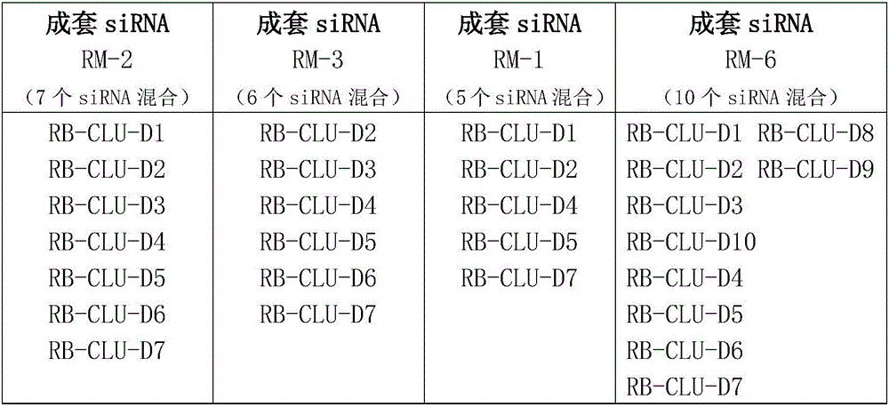 siRNA set for inhibiting cluster protein gene expression and application thereof