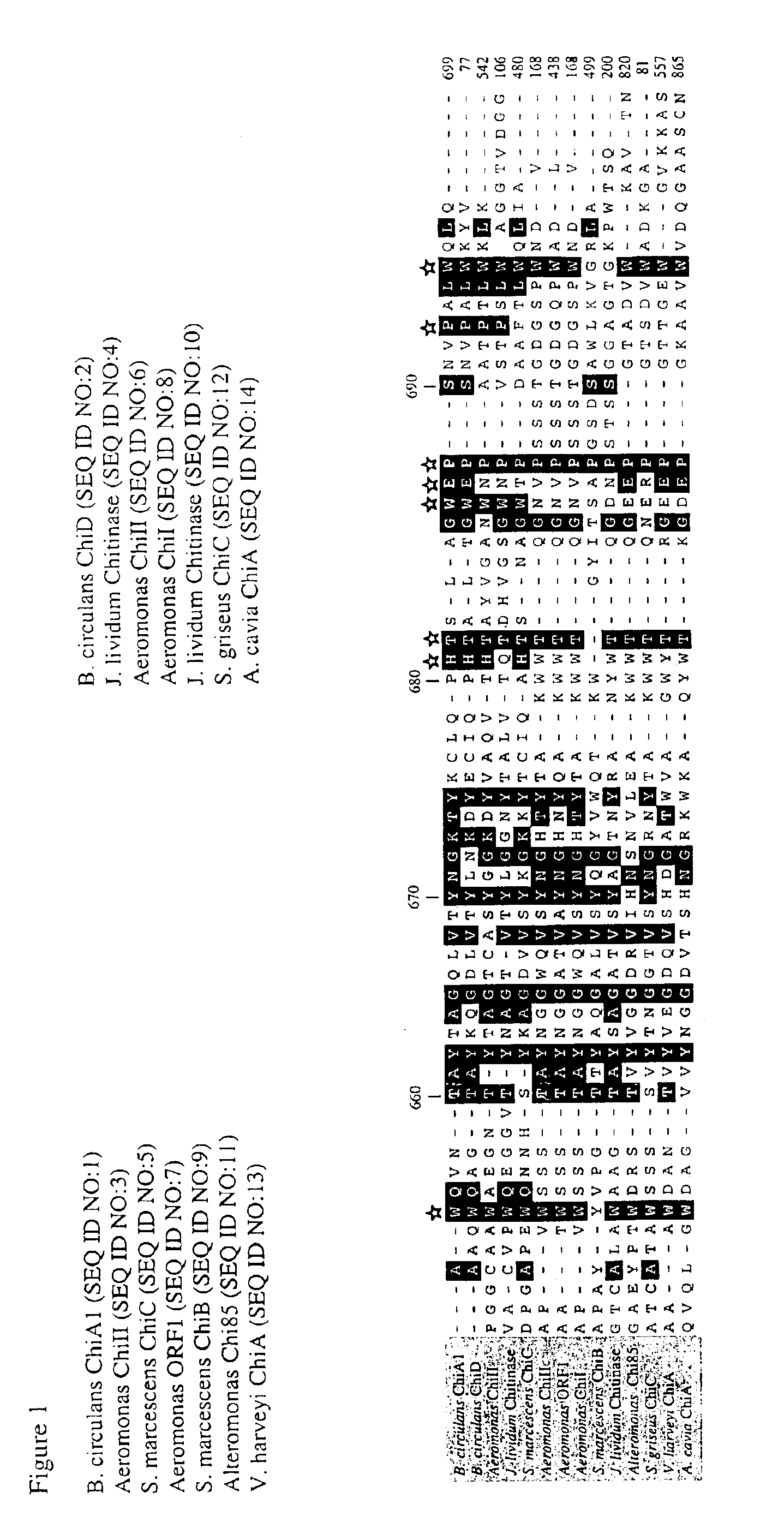 Modified chitin binding domain and uses thereof