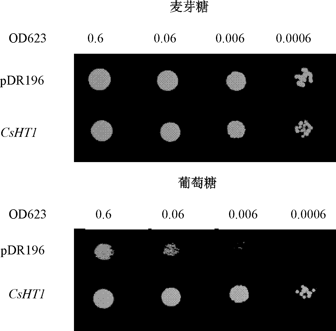 Proteins related to hexose transport and their coding genes and applications