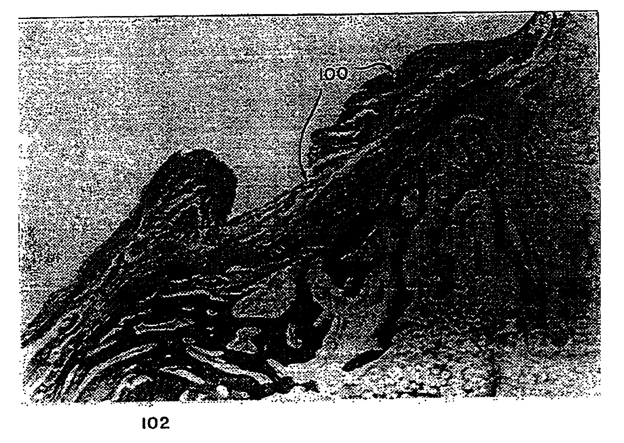 Method of preparing a poorly crystalline calcium phosphate and methods of its use