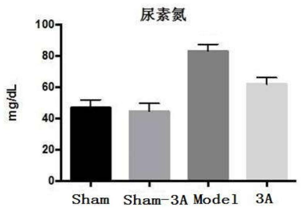 Application of 3-acetylaminocoumarin in the preparation of medicines for treating or preventing hyperuricemia and kidney damage