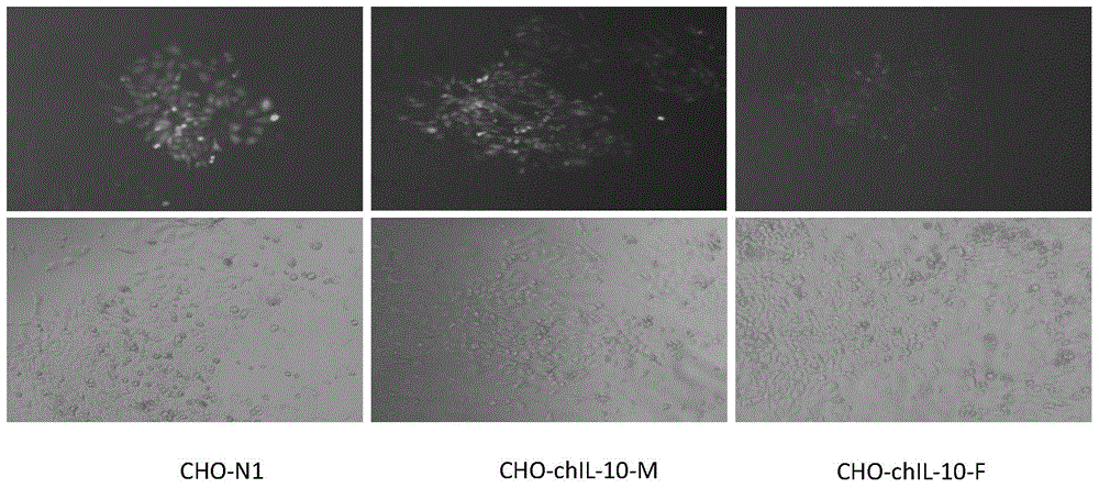 Cell line stably expressing chicken interleukin 10 protein and its construction method and application