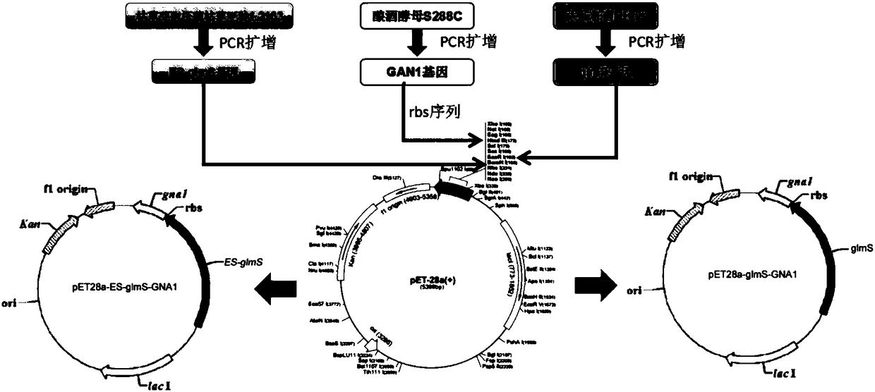 Glucosamine synthetase, engineering bacteria and application thereof