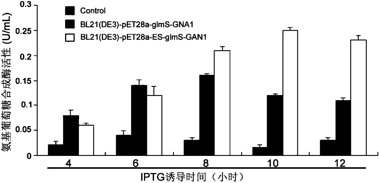 Glucosamine synthetase, engineering bacteria and application thereof