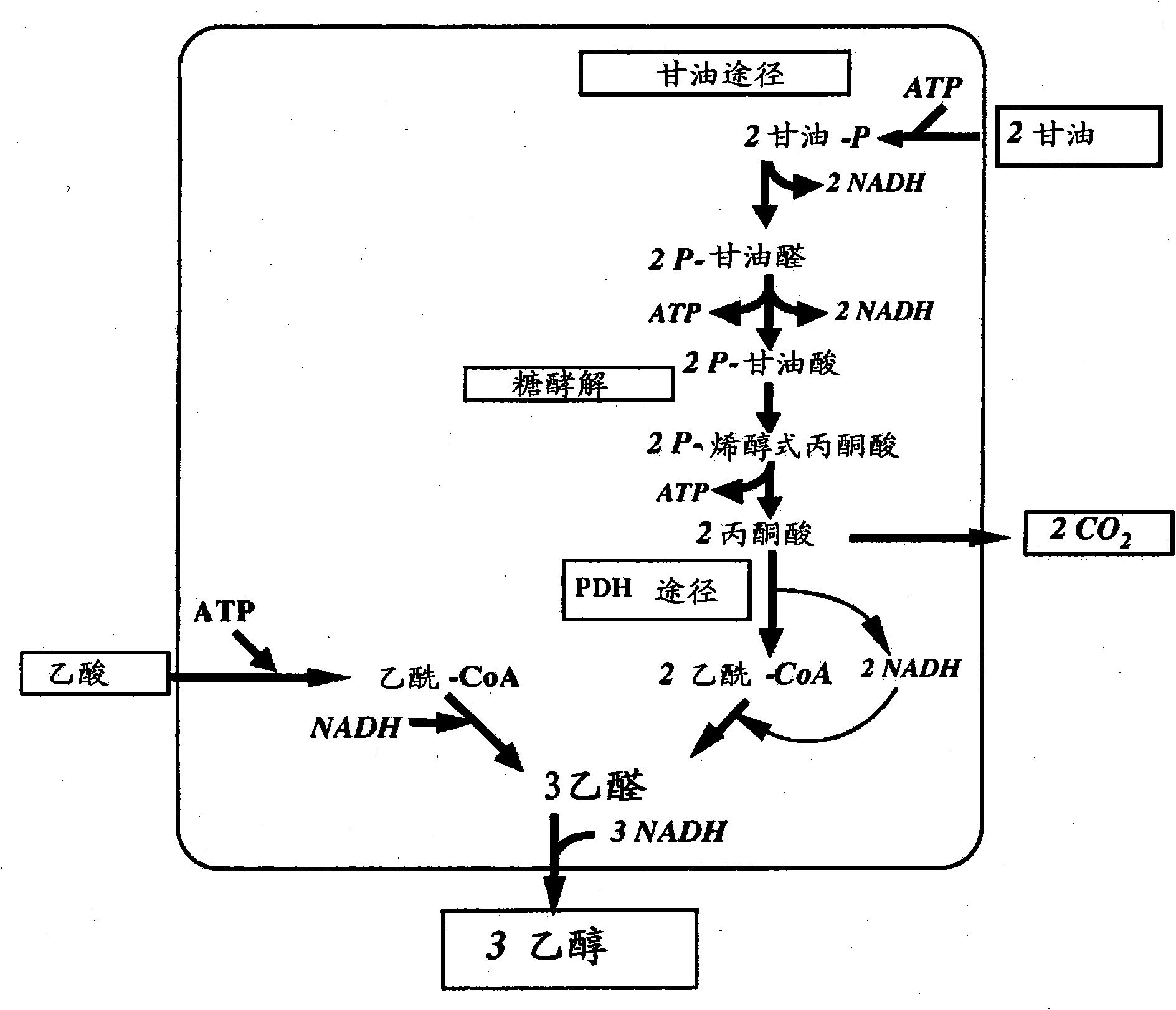 Increased ethanol production by bacterial cells