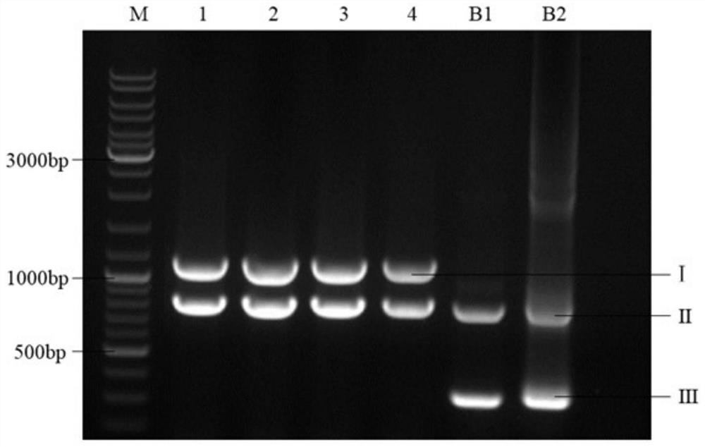 Citric acid transport protein and application thereof in lipid synthesis