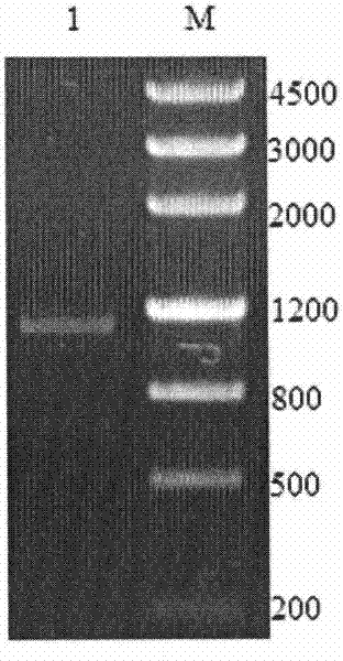 A kind of lipase gene and its recombinant enzyme and its application in preparing optically active mandelic acid