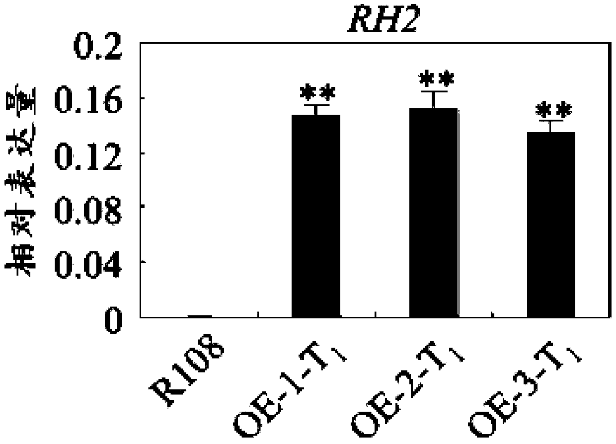 RH2 protein as well as coding gene and application thereof