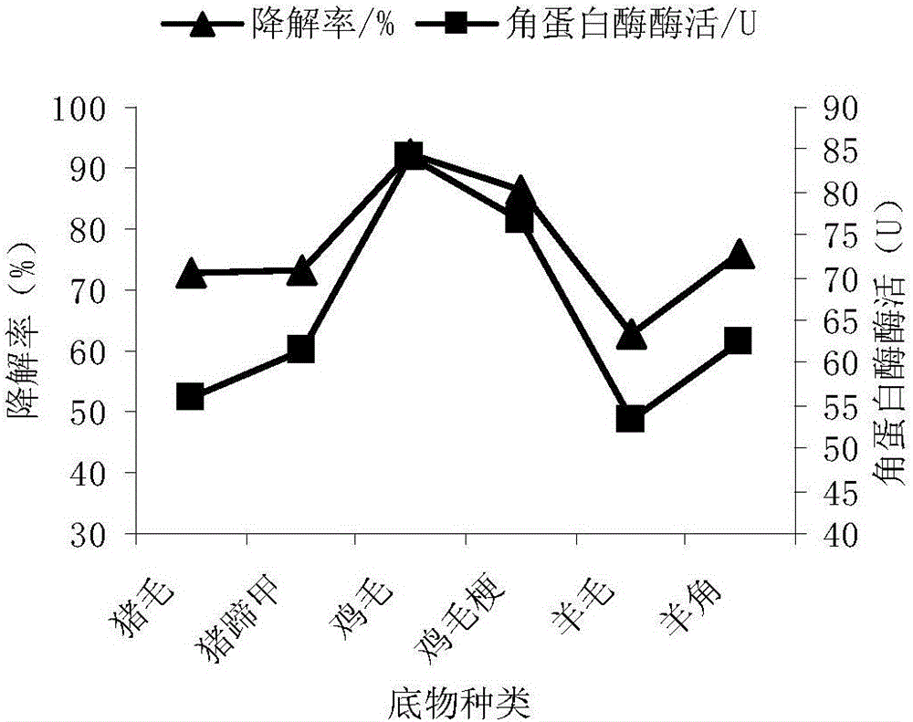 Keratinase-producing streptomyces rutgersensis LT-2 and application method thereof