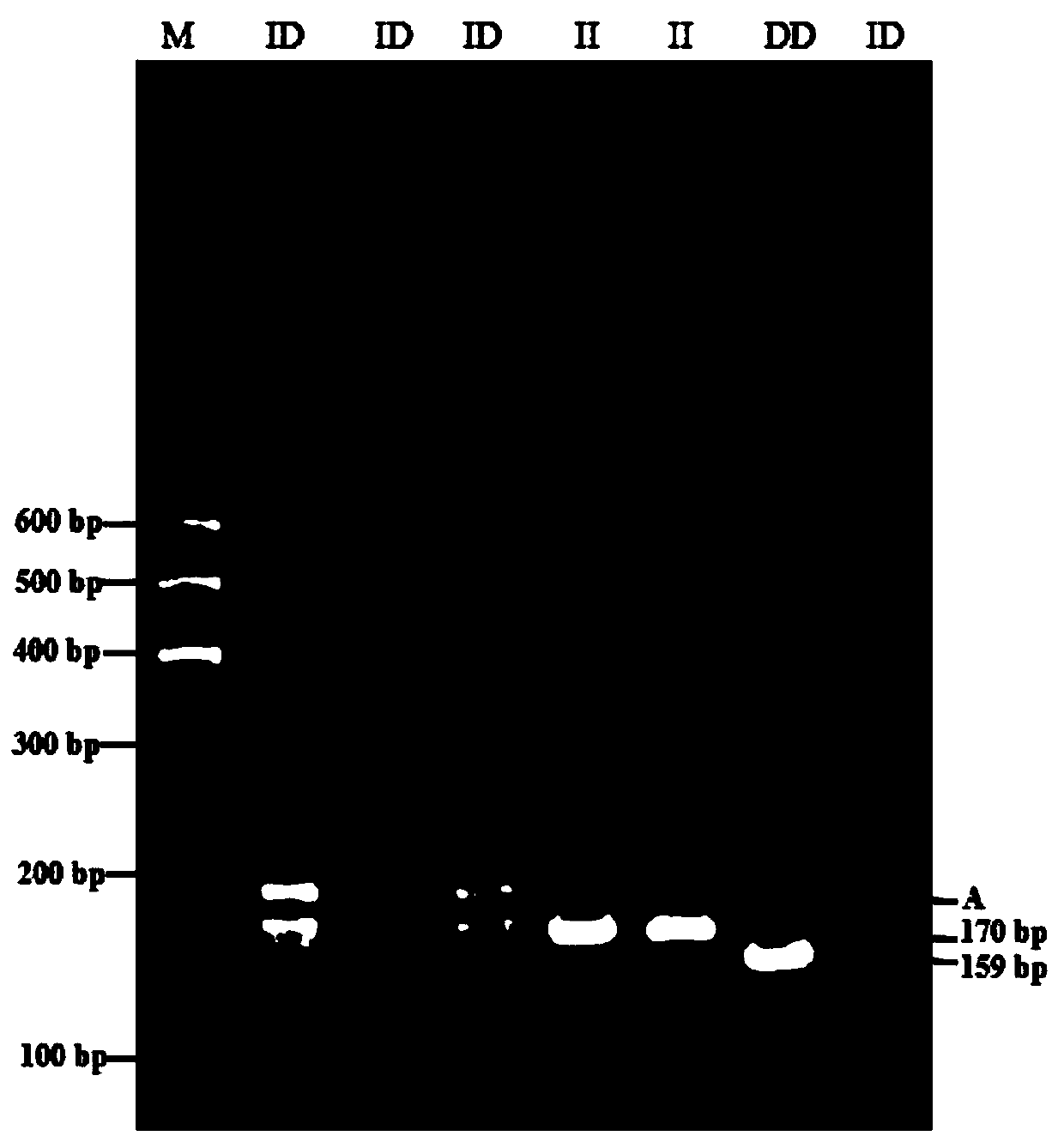 A detection method and application of goat csn1s1 gene insertion/deletion