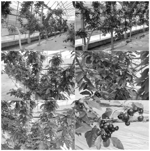 A kind of southern sweet cherry improved ufo shape dwarf dense planting cultivation method