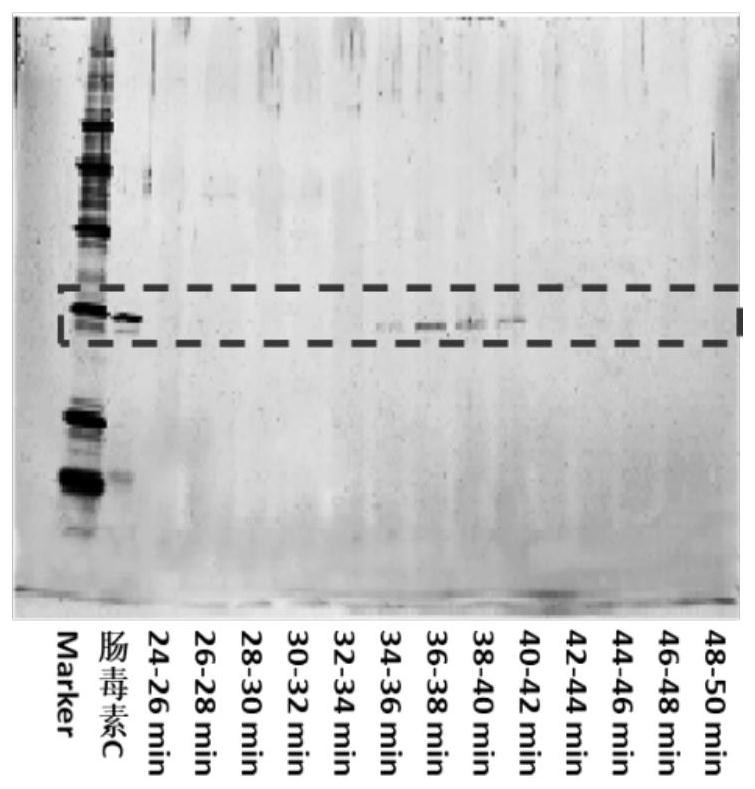 Method for detecting enterotoxin C in milk by combining multidimensional liquid chromatography with mass spectrometry