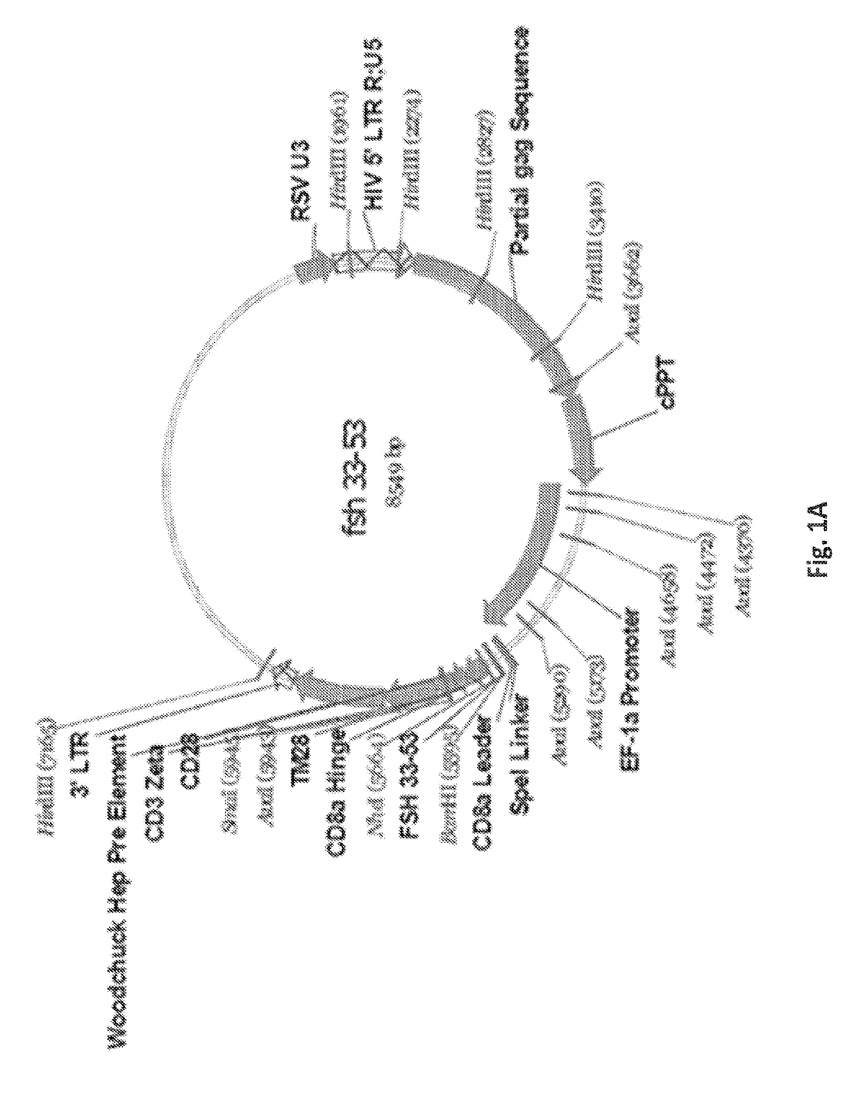 Methods and compositions of a follicle stimulating hormone receptor immunoreceptor