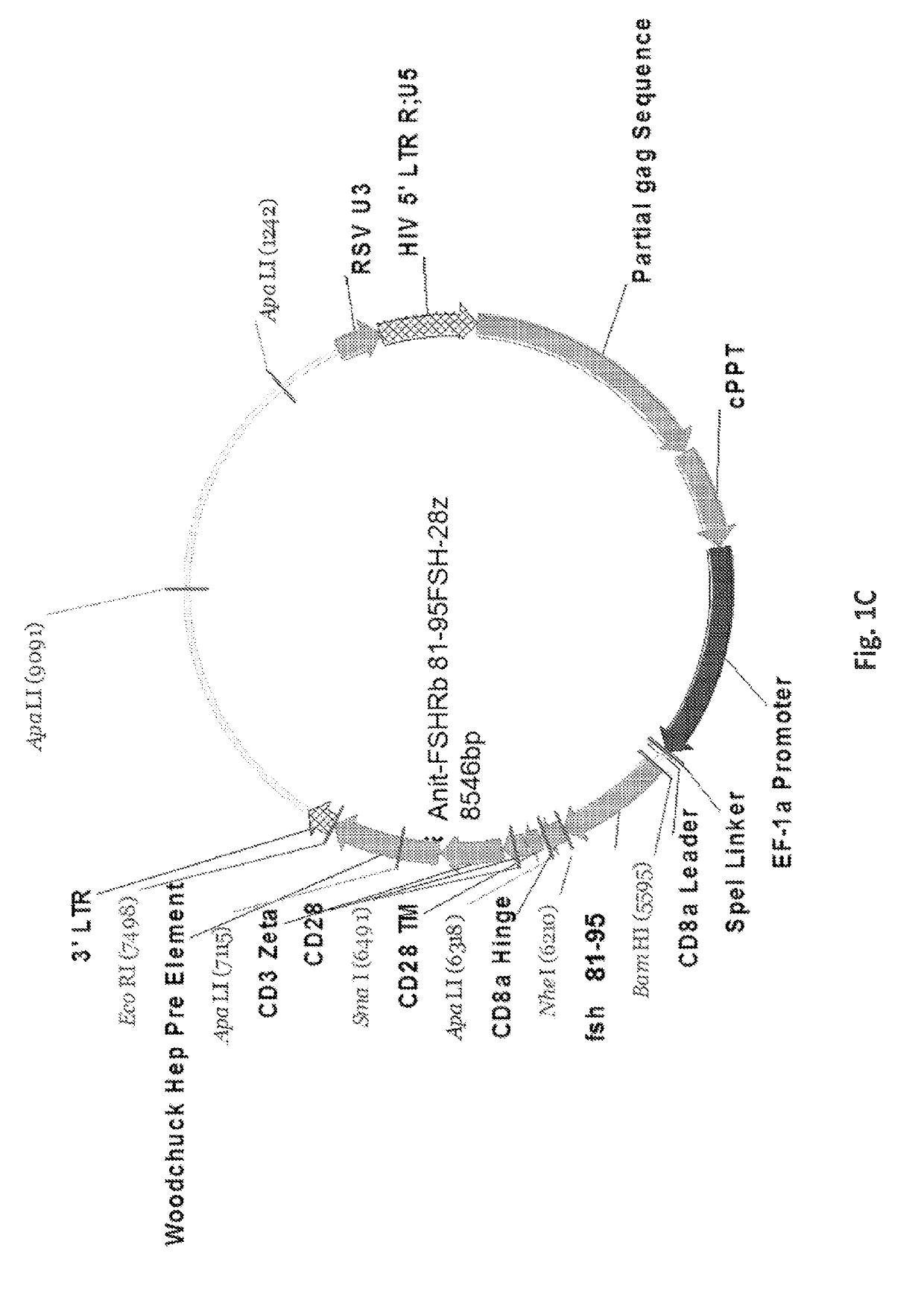 Methods and compositions of a follicle stimulating hormone receptor immunoreceptor