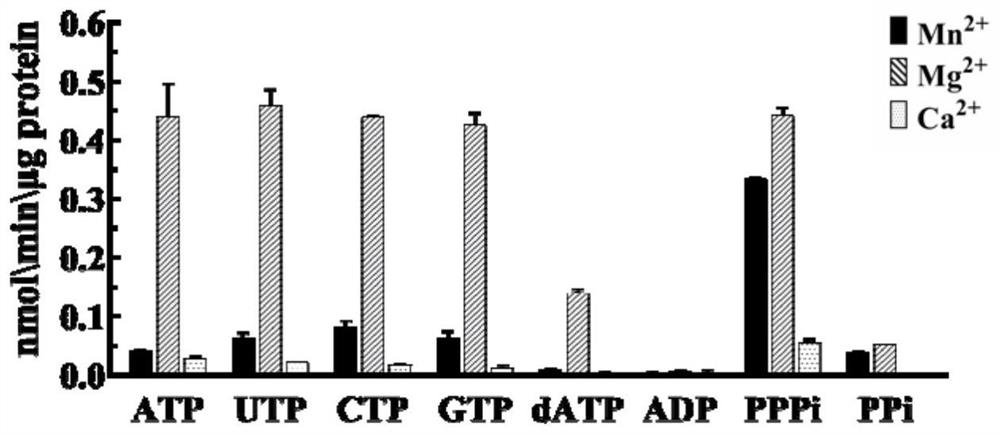 ZjAC2 coding gene sequence with adenosine triphosphate tunneling metalloenzyme activity