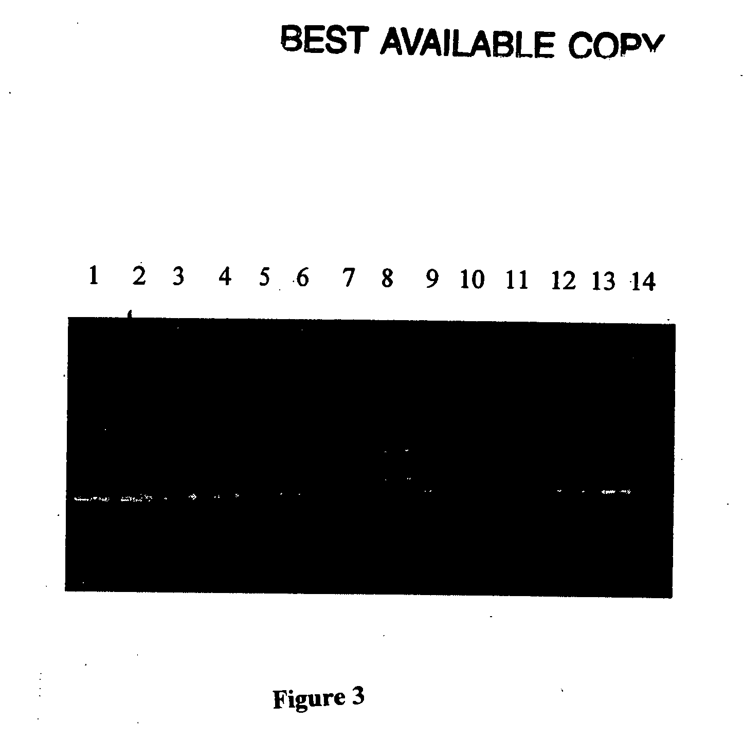 Method for detecting pathogenic mycobacteria in clinical specimens