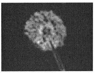 Method for detecting region of interest of color image