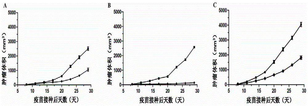 Tumour universal type fibroblast vaccine as well as preparation method and applications thereof
