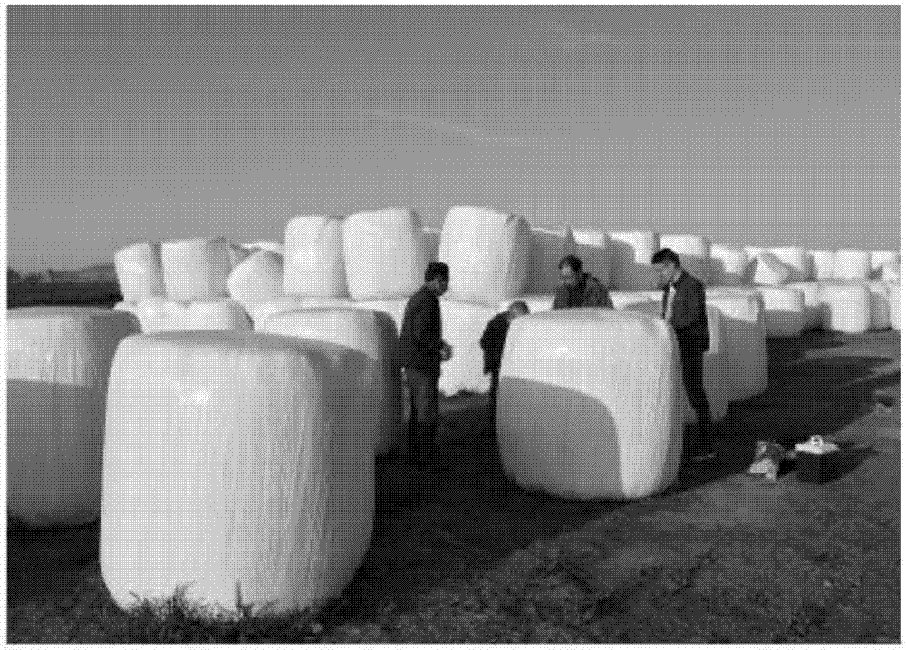 Preparation method of silage wrapped with sweet sorghum for feeds