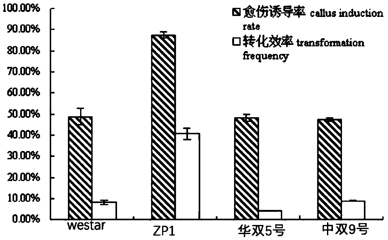 Construction method of cabbage type rape gene mutant PTG8 and application of construction method