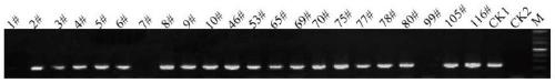 Construction method of cabbage type rape gene mutant PTG8 and application of construction method