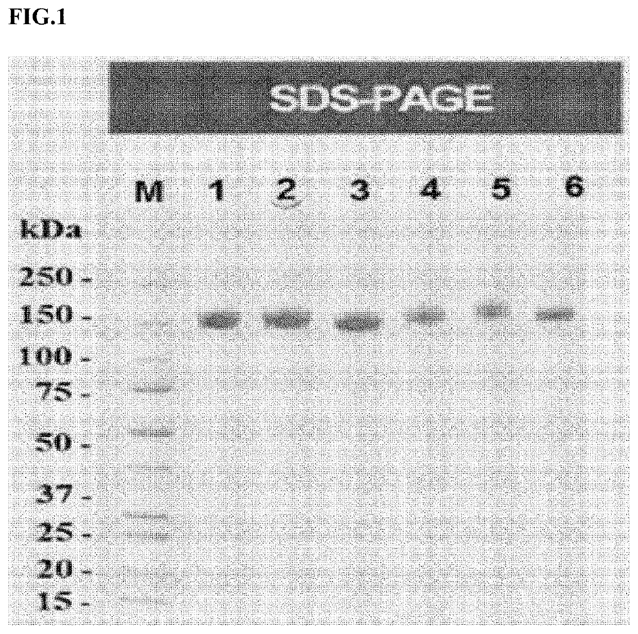 Polypeptide dimer with high sialic acid content, comprising extracellular domain of alpha subunit of ige fc receptor, and pharmaceutical composition comprising same