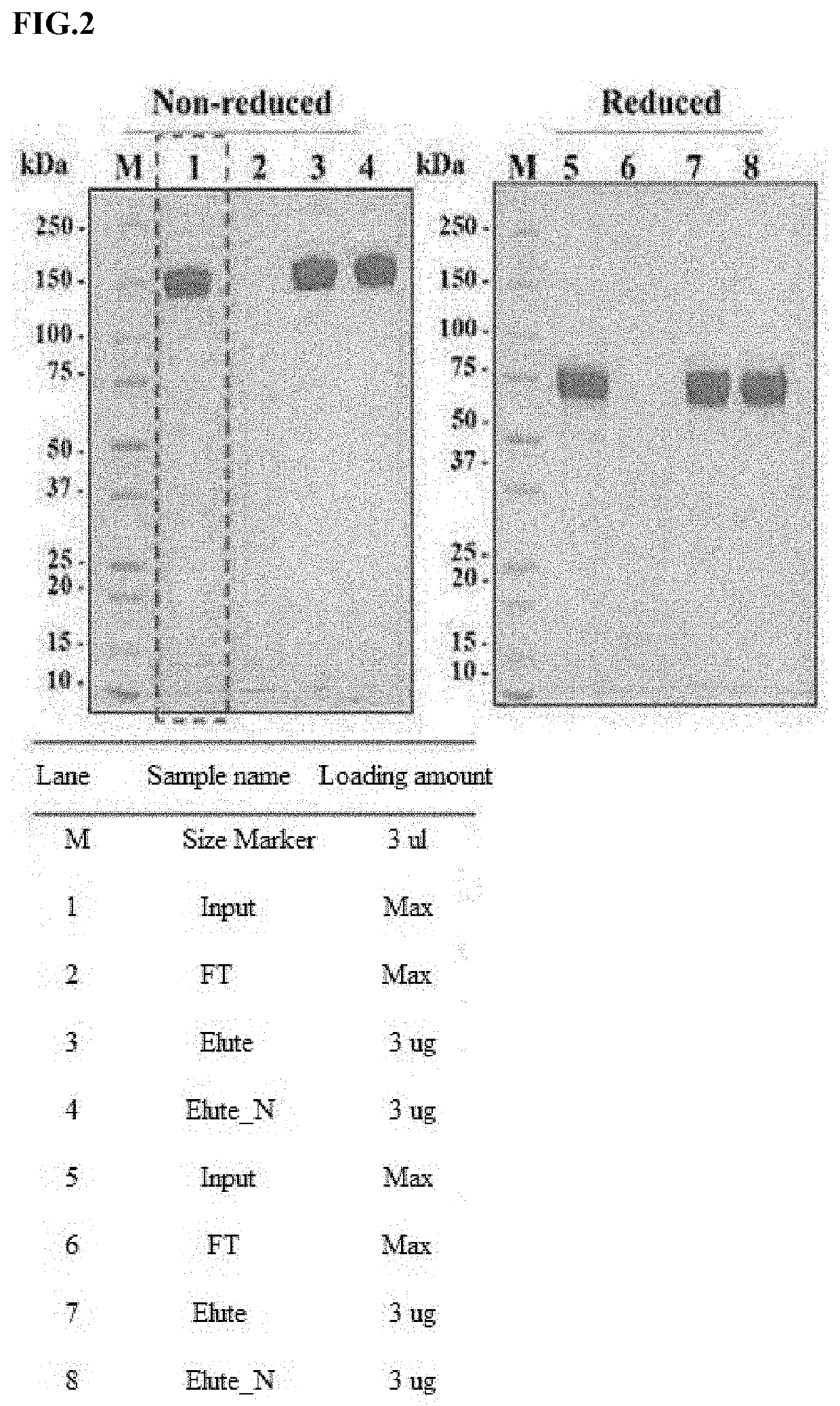 Polypeptide dimer with high sialic acid content, comprising extracellular domain of alpha subunit of ige fc receptor, and pharmaceutical composition comprising same