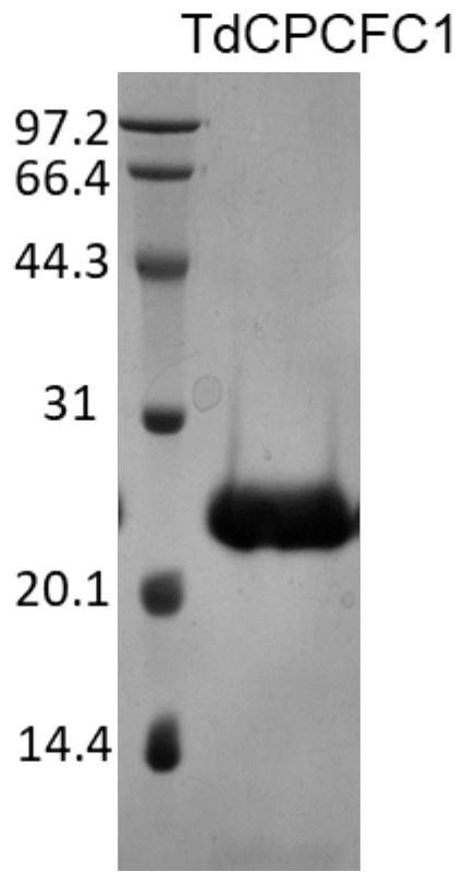 Insect cpcfc family epidermal protein, coding nucleotide sequence and application thereof