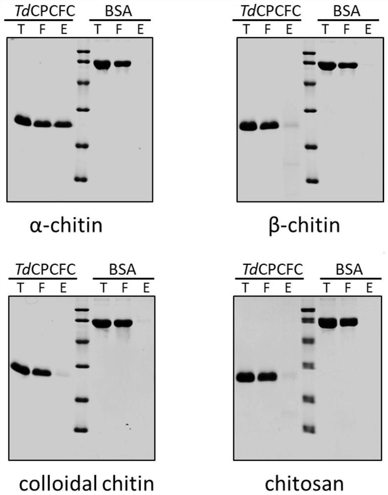 Insect cpcfc family epidermal protein, coding nucleotide sequence and application thereof