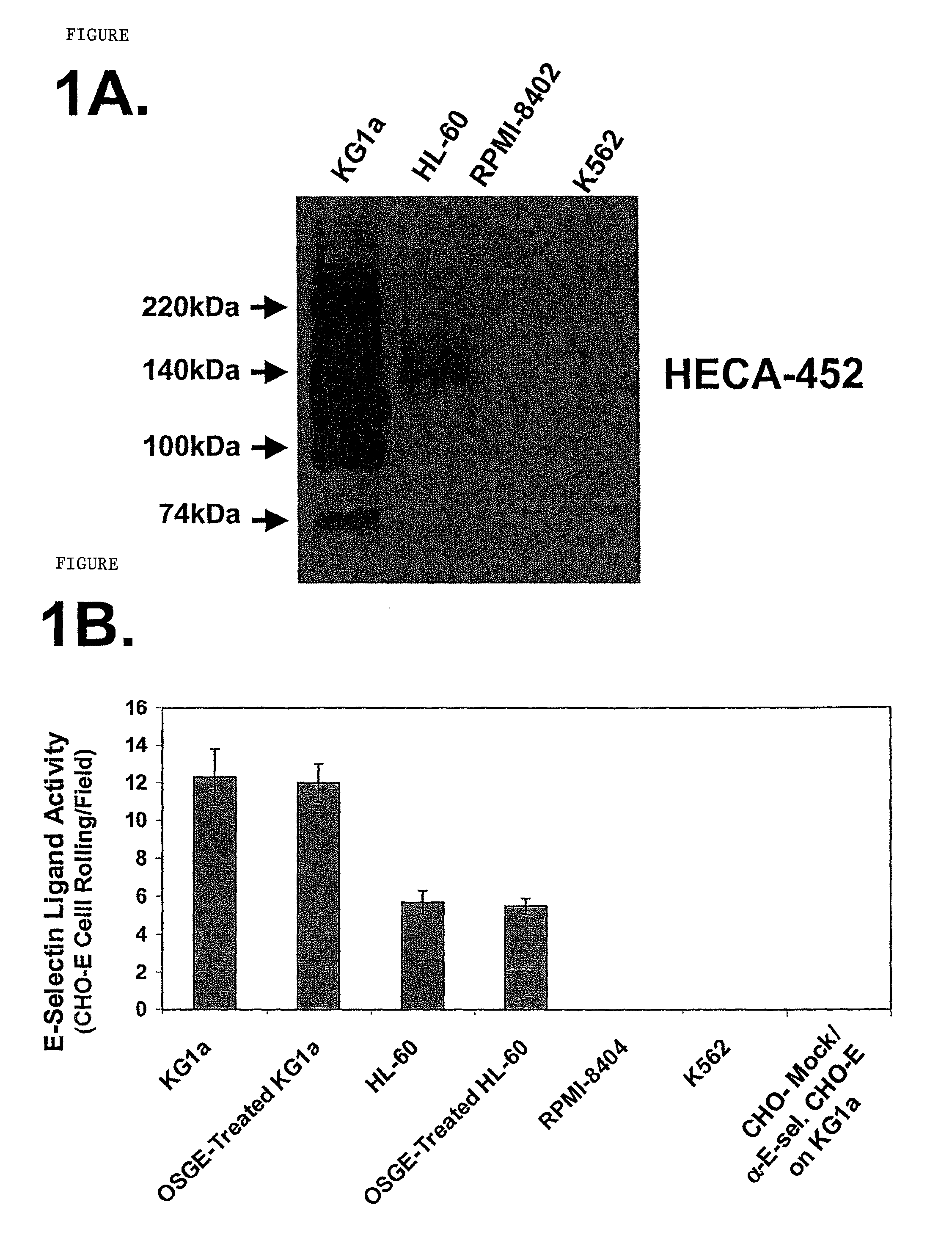 Hematopoietic cell E-selectin / L-selectin ligand glycosylated CD44 polypeptide