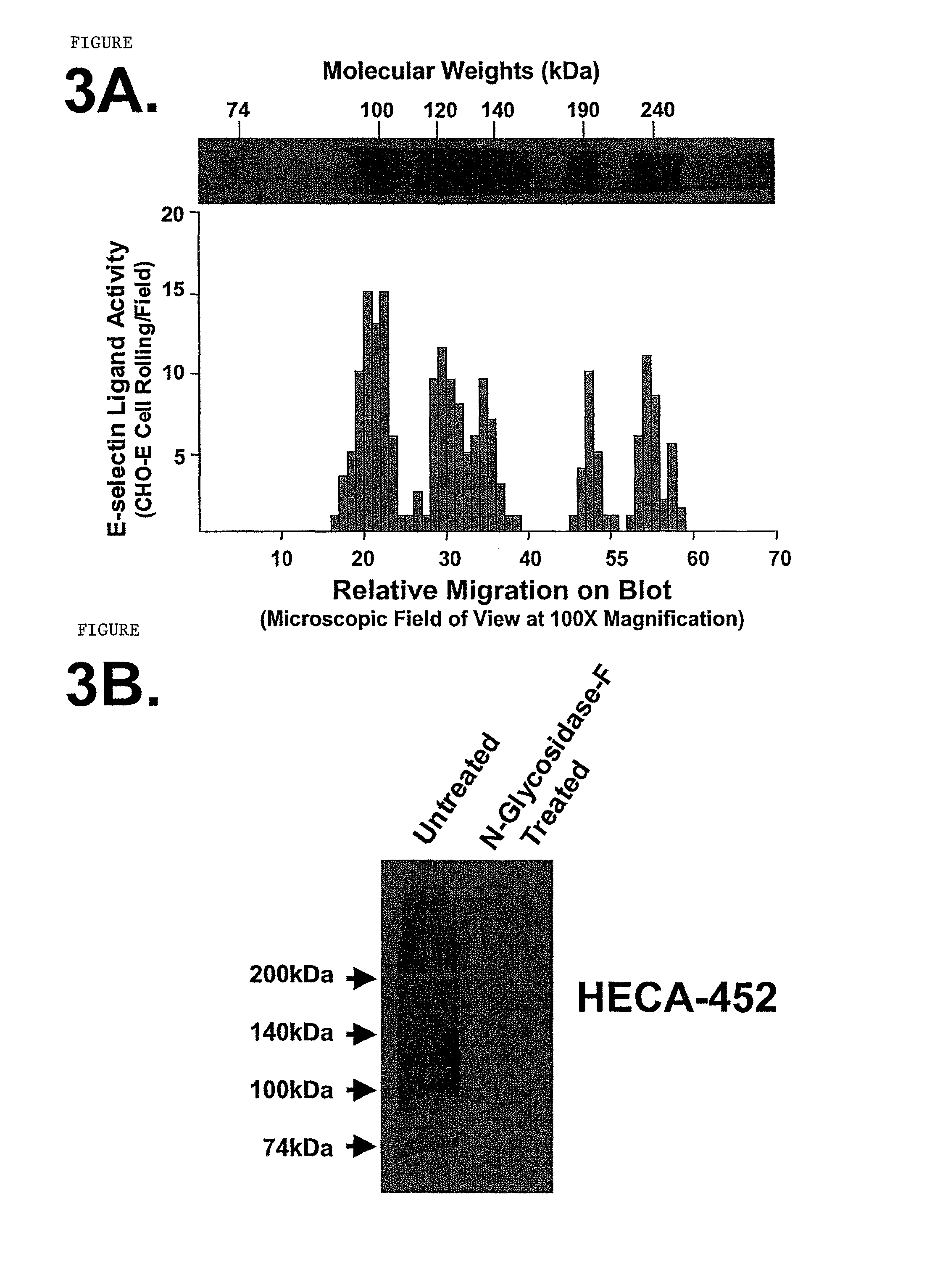 Hematopoietic cell E-selectin / L-selectin ligand glycosylated CD44 polypeptide