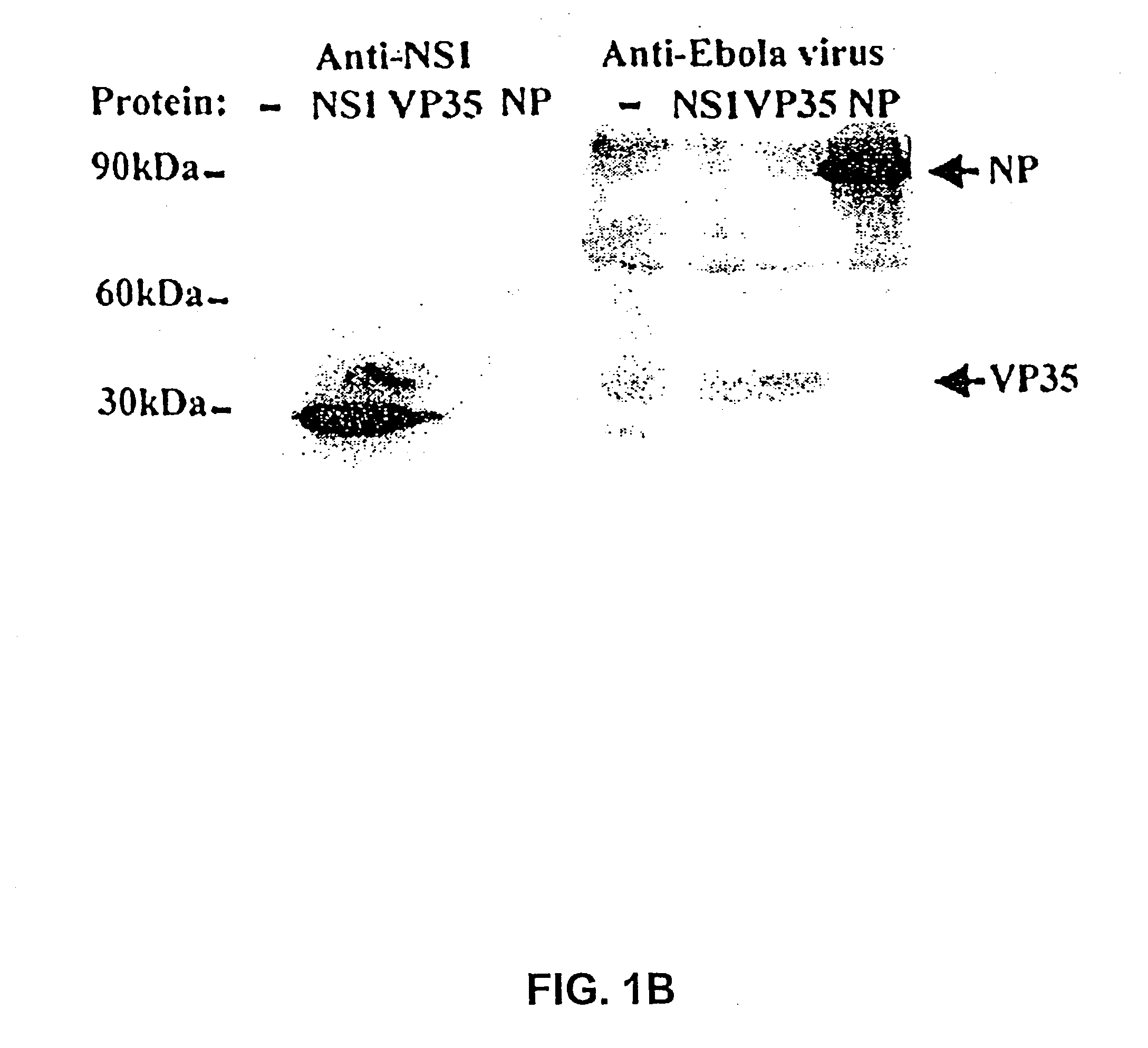 Viral interferon antagonists and uses therefor