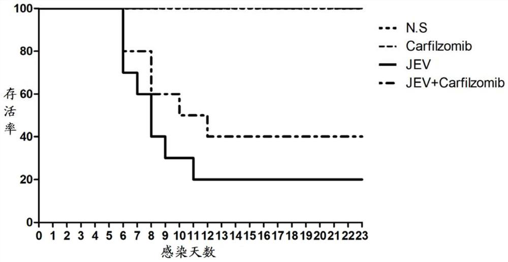 Application of 20s proteasome inhibitor in preparation of medicine for treating Japanese encephalitis virus infection