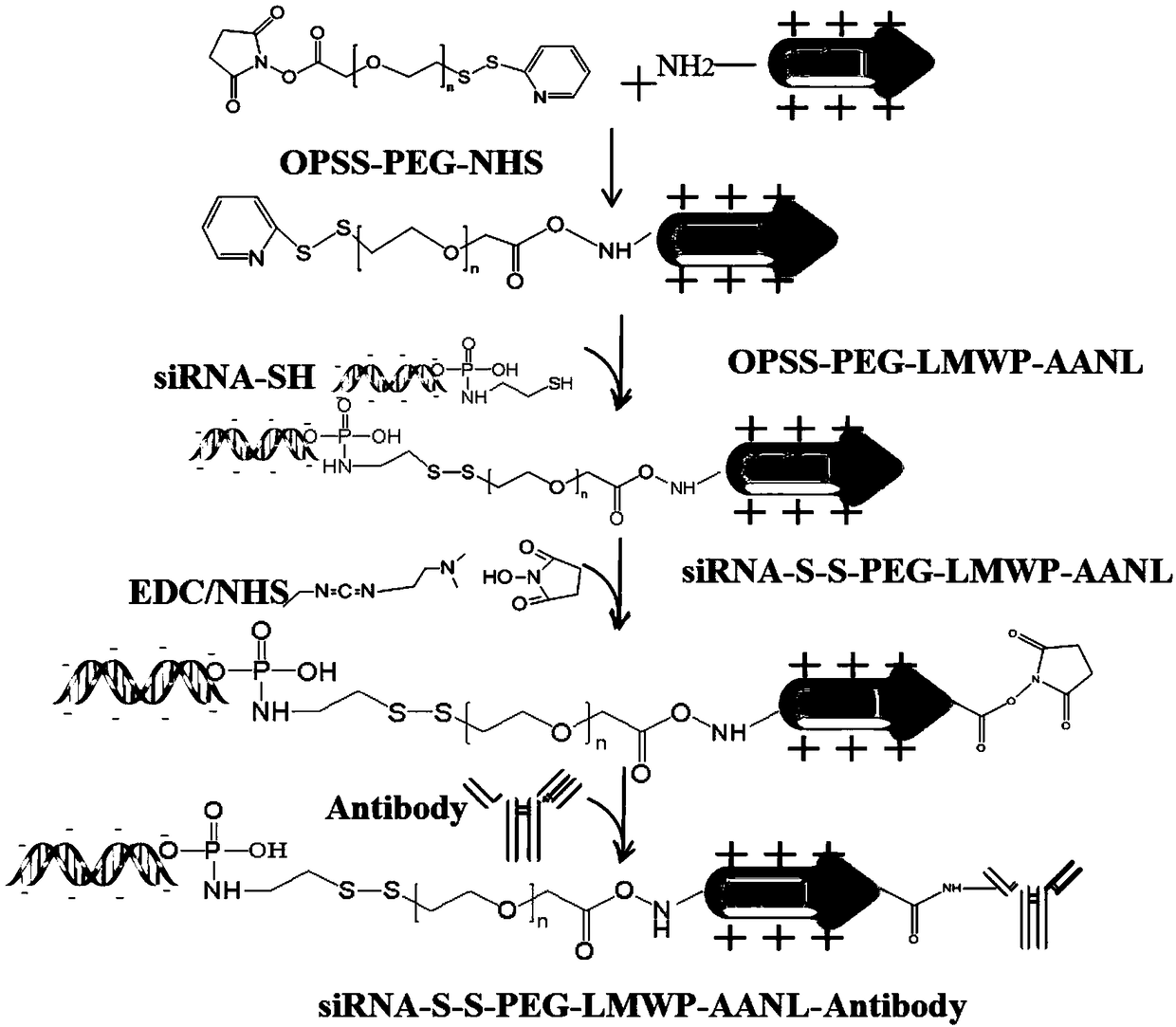 Antibody nucleic acid drug conjugate with dual enzyme-sensitive properties, preparation method of conjugate and application of conjugate