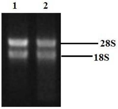 Ornithogalum thyrsoides QtHIPP37 gene and application thereof