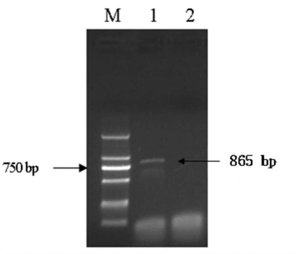 N gene-specific primer pair, detection method and kit for detecting tobacco resistance to TMV